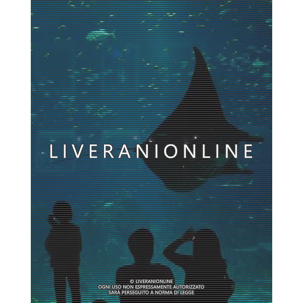 (130409) -- SINGAPORE, April 10, 2013 () -- People visit the Resorts World Sentosa\'s S.E.A Aquarium in Singapore, April 9, 2013. The aquarium, is the official record holder of the two Guinness World Records - for the world\'s largest aquarium and for the world\'s largest acrylic panel in its Ocean Gallery, according to the announcement of the Resorts World Sentosa. (/Then Chih Wey) (dzl) ©Photoshot/AGENZIA ALDO LIVERANI SAS-ITALY ONLY - EDITORIAL USE ONLY