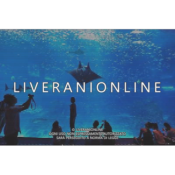 (130409) -- SINGAPORE, April 10, 2013 () -- People visit the Resorts World Sentosa\'s S.E.A Aquarium in Singapore, April 9, 2013. The aquarium, is the official record holder of the two Guinness World Records - for the world\'s largest aquarium and for the world\'s largest acrylic panel in its Ocean Gallery, according to the announcement of the Resorts World Sentosa. (/Then Chih Wey) (dzl) ©Photoshot/AGENZIA ALDO LIVERANI SAS-ITALY ONLY - EDITORIAL USE ONLY