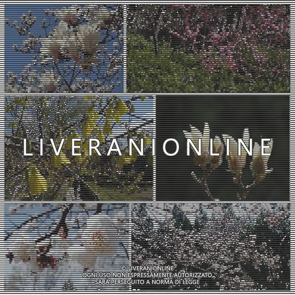 (130410) -- BEIJING, April 10, 2013 () -- The combined photo taken on April 10, 2013 shows the various species of flowers in the Yuyuantan Park in Beijing, capital of China. As the temperature rises, people in Beijing are swarming into parks to view blooming flowers. (/Li Xin) (mp) ©photoshot/AGENZIA ALDO LIVERANI SAS - ITALY ONLY - La foto combinata mostra le varie specie di fioriture primaverili nel parco Yuyuantan a Pechino, capitale della Cina