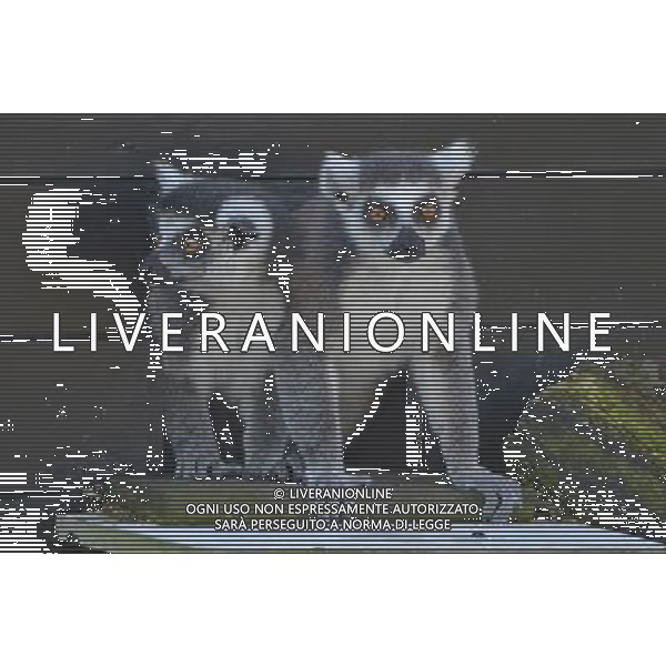  Picture By:Jules Annan Picture Shows:First glimpse of new home at ZSL Whipsnade Zoo Six ring-tailed lemurs have had the first glimpse of their new island home at ZSL Whipsnade Zoo after travelling almost 200 miles from the Netherlands. The girls ©photohsot/AGENZIA ALDO LIVERANI SAS - ITALY ONLY - Lemuri dalla coda ad anello al ZSL Whipsnade Zoo di Londra