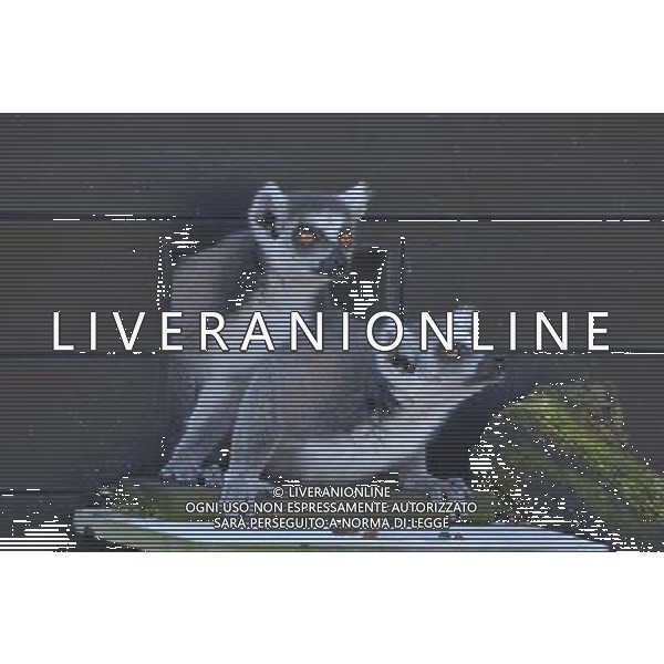  Picture By:Jules Annan Picture Shows:First glimpse of new home at ZSL Whipsnade Zoo Six ring-tailed lemurs have had the first glimpse of their new island home at ZSL Whipsnade Zoo after travelling almost 200 miles from the Netherlands. The girls ©photohsot/AGENZIA ALDO LIVERANI SAS - ITALY ONLY - Lemuri dalla coda ad anello al ZSL Whipsnade Zoo di Londra