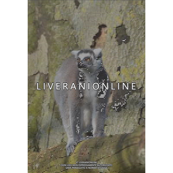 Look out, lemurs about First glimpse of new home at ZSL Whipsnade Zoo Six ring-tailed lemurs have had the first glimpse of their new island home at ZSL Whipsnade Zoo after travelling almost 200 miles from the Netherlands. The girls Ð called Chloe, Hannelies, Daphne, Helene, Naomi, and Pien Ð have been busy exploring their brand new island, complete with trees, logs and climbing ropes for them to scamper across. Designed especially for the new arrivals, the island lets the feisty females exercise their natural foraging and acrobatic behaviours, mimicking the unique island of Madagascar from where lemurs originate. Keeper Hayley Jakeman said: ÒThe girls were a bit cautious to start with but it only took one confident lemur to lead the way - once she ventured out onto the island, the others soon followed and there was no stopping them. ÒAll six of them are really enjoying exploring their new home and have been spotted climbing high up in the trees, leaping about and enjoying the sunshine; itÕs fantastic to see them settling in so quickly.Ó Ring-tailed lemurs are under threat in the wild and it is hoped that WhipsnadeÕs new arrivals will be joined by a group of males in the future to become part of the European Breeding Programme. pictures by zsl whipsnade zoo Picture supplyed By: Brian Jordan / Retna Pictures - ©photohsot/AGENZIA ALDO LIVERANI SAS - ITALY ONLY - Lemuri dalla coda ad anello al ZSL Whipsnade Zoo di Londra