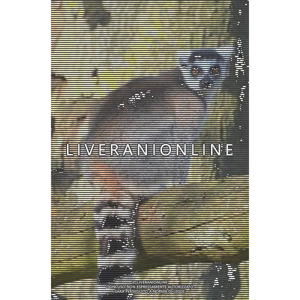 Look out, lemurs about First glimpse of new home at ZSL Whipsnade Zoo Six ring-tailed lemurs have had the first glimpse of their new island home at ZSL Whipsnade Zoo after travelling almost 200 miles from the Netherlands. The girls Ð called Chloe, Hannelies, Daphne, Helene, Naomi, and Pien Ð have been busy exploring their brand new island, complete with trees, logs and climbing ropes for them to scamper across. Designed especially for the new arrivals, the island lets the feisty females exercise their natural foraging and acrobatic behaviours, mimicking the unique island of Madagascar from where lemurs originate. Keeper Hayley Jakeman said: ÒThe girls were a bit cautious to start with but it only took one confident lemur to lead the way - once she ventured out onto the island, the others soon followed and there was no stopping them. ÒAll six of them are really enjoying exploring their new home and have been spotted climbing high up in the trees, leaping about and enjoying the sunshine; itÕs fantastic to see them settling in so quickly.Ó Ring-tailed lemurs are under threat in the wild and it is hoped that WhipsnadeÕs new arrivals will be joined by a group of males in the future to become part of the European Breeding Programme. pictures by zsl whipsnade zoo Picture supplyed By: Brian Jordan / Retna Pictures - ©photohsot/AGENZIA ALDO LIVERANI SAS - ITALY ONLY - Lemuri dalla coda ad anello al ZSL Whipsnade Zoo di Londra