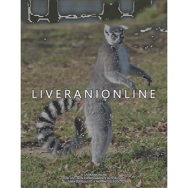 Look out, lemurs about First glimpse of new home at ZSL Whipsnade Zoo Six ring-tailed lemurs have had the first glimpse of their new island home at ZSL Whipsnade Zoo after travelling almost 200 miles from the Netherlands. The girls Ð called Chloe, Hannelies, Daphne, Helene, Naomi, and Pien Ð have been busy exploring their brand new island, complete with trees, logs and climbing ropes for them to scamper across. Designed especially for the new arrivals, the island lets the feisty females exercise their natural foraging and acrobatic behaviours, mimicking the unique island of Madagascar from where lemurs originate. Keeper Hayley Jakeman said: ÒThe girls were a bit cautious to start with but it only took one confident lemur to lead the way - once she ventured out onto the island, the others soon followed and there was no stopping them. ÒAll six of them are really enjoying exploring their new home and have been spotted climbing high up in the trees, leaping about and enjoying the sunshine; itÕs fantastic to see them settling in so quickly.Ó Ring-tailed lemurs are under threat in the wild and it is hoped that WhipsnadeÕs new arrivals will be joined by a group of males in the future to become part of the European Breeding Programme. pictures by zsl whipsnade zoo Picture supplyed By: Brian Jordan / Retna Pictures - ©photohsot/AGENZIA ALDO LIVERANI SAS - ITALY ONLY - Lemuri dalla coda ad anello al ZSL Whipsnade Zoo di Londra