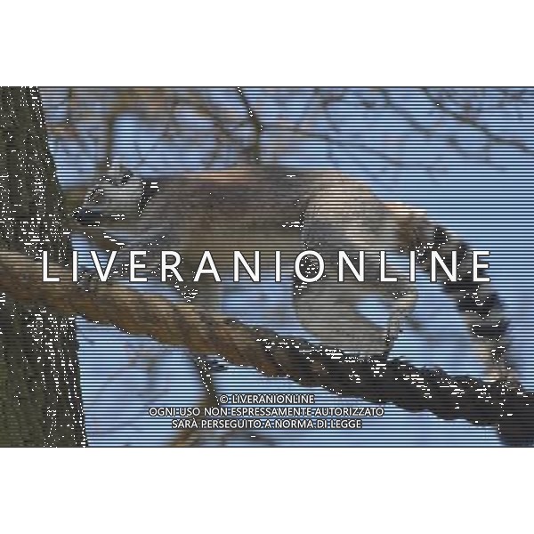 Look out, lemurs about First glimpse of new home at ZSL Whipsnade Zoo Six ring-tailed lemurs have had the first glimpse of their new island home at ZSL Whipsnade Zoo after travelling almost 200 miles from the Netherlands. The girls Ð called Chloe, Hannelies, Daphne, Helene, Naomi, and Pien Ð have been busy exploring their brand new island, complete with trees, logs and climbing ropes for them to scamper across. Designed especially for the new arrivals, the island lets the feisty females exercise their natural foraging and acrobatic behaviours, mimicking the unique island of Madagascar from where lemurs originate. Keeper Hayley Jakeman said: ÒThe girls were a bit cautious to start with but it only took one confident lemur to lead the way - once she ventured out onto the island, the others soon followed and there was no stopping them. ÒAll six of them are really enjoying exploring their new home and have been spotted climbing high up in the trees, leaping about and enjoying the sunshine; itÕs fantastic to see them settling in so quickly.Ó Ring-tailed lemurs are under threat in the wild and it is hoped that WhipsnadeÕs new arrivals will be joined by a group of males in the future to become part of the European Breeding Programme. pictures by zsl whipsnade zoo Picture supplyed By: Brian Jordan / Retna Pictures - ©photohsot/AGENZIA ALDO LIVERANI SAS - ITALY ONLY - Lemuri dalla coda ad anello al ZSL Whipsnade Zoo di Londra