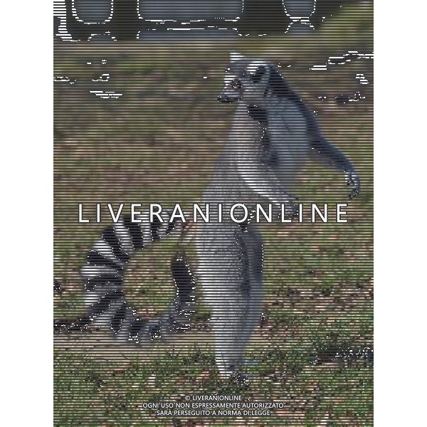 Look out, lemurs about First glimpse of new home at ZSL Whipsnade Zoo Six ring-tailed lemurs have had the first glimpse of their new island home at ZSL Whipsnade Zoo after travelling almost 200 miles from the Netherlands. The girls Ð called Chloe, Hannelies, Daphne, Helene, Naomi, and Pien Ð have been busy exploring their brand new island, complete with trees, logs and climbing ropes for them to scamper across. Designed especially for the new arrivals, the island lets the feisty females exercise their natural foraging and acrobatic behaviours, mimicking the unique island of Madagascar from where lemurs originate. Keeper Hayley Jakeman said: ÒThe girls were a bit cautious to start with but it only took one confident lemur to lead the way - once she ventured out onto the island, the others soon followed and there was no stopping them. ÒAll six of them are really enjoying exploring their new home and have been spotted climbing high up in the trees, leaping about and enjoying the sunshine; itÕs fantastic to see them settling in so quickly.Ó Ring-tailed lemurs are under threat in the wild and it is hoped that WhipsnadeÕs new arrivals will be joined by a group of males in the future to become part of the European Breeding Programme. pictures by zsl whipsnade zoo Picture supplyed By: Brian Jordan / Retna Pictures - ©photohsot/AGENZIA ALDO LIVERANI SAS - ITALY ONLY - Lemuri dalla coda ad anello al ZSL Whipsnade Zoo di Londra