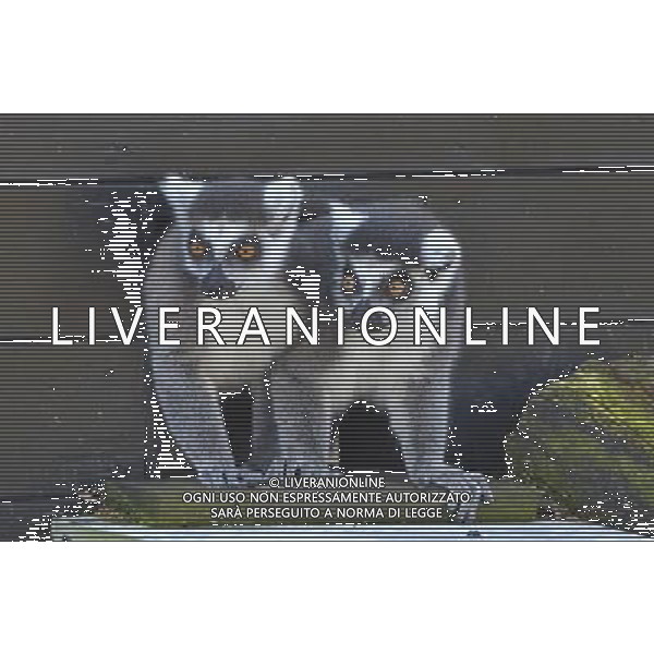 Look out, lemurs about First glimpse of new home at ZSL Whipsnade Zoo Six ring-tailed lemurs have had the first glimpse of their new island home at ZSL Whipsnade Zoo after travelling almost 200 miles from the Netherlands. The girls Ð called Chloe, Hannelies, Daphne, Helene, Naomi, and Pien Ð have been busy exploring their brand new island, complete with trees, logs and climbing ropes for them to scamper across. Designed especially for the new arrivals, the island lets the feisty females exercise their natural foraging and acrobatic behaviours, mimicking the unique island of Madagascar from where lemurs originate. Keeper Hayley Jakeman said: ÒThe girls were a bit cautious to start with but it only took one confident lemur to lead the way - once she ventured out onto the island, the others soon followed and there was no stopping them. ÒAll six of them are really enjoying exploring their new home and have been spotted climbing high up in the trees, leaping about and enjoying the sunshine; itÕs fantastic to see them settling in so quickly.Ó Ring-tailed lemurs are under threat in the wild and it is hoped that WhipsnadeÕs new arrivals will be joined by a group of males in the future to become part of the European Breeding Programme. pictures by zsl whipsnade zoo Picture supplyed By: Brian Jordan / Retna Pictures - ©photohsot/AGENZIA ALDO LIVERANI SAS - ITALY ONLY - Lemuri dalla coda ad anello al ZSL Whipsnade Zoo di Londra