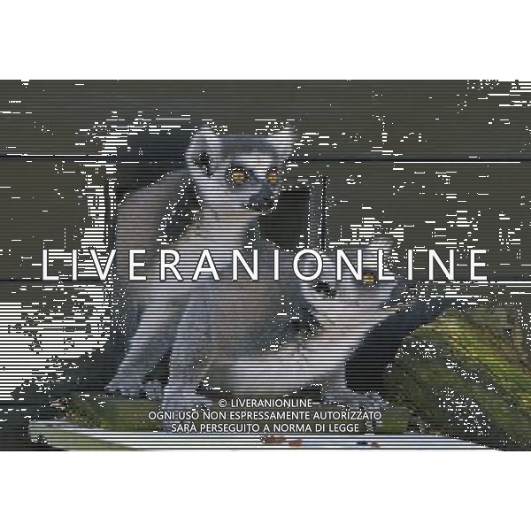 Look out, lemurs about First glimpse of new home at ZSL Whipsnade Zoo Six ring-tailed lemurs have had the first glimpse of their new island home at ZSL Whipsnade Zoo after travelling almost 200 miles from the Netherlands. The girls Ð called Chloe, Hannelies, Daphne, Helene, Naomi, and Pien Ð have been busy exploring their brand new island, complete with trees, logs and climbing ropes for them to scamper across. Designed especially for the new arrivals, the island lets the feisty females exercise their natural foraging and acrobatic behaviours, mimicking the unique island of Madagascar from where lemurs originate. Keeper Hayley Jakeman said: ÒThe girls were a bit cautious to start with but it only took one confident lemur to lead the way - once she ventured out onto the island, the others soon followed and there was no stopping them. ÒAll six of them are really enjoying exploring their new home and have been spotted climbing high up in the trees, leaping about and enjoying the sunshine; itÕs fantastic to see them settling in so quickly.Ó Ring-tailed lemurs are under threat in the wild and it is hoped that WhipsnadeÕs new arrivals will be joined by a group of males in the future to become part of the European Breeding Programme. pictures by zsl whipsnade zoo Picture supplyed By: Brian Jordan / Retna Pictures - ©photohsot/AGENZIA ALDO LIVERANI SAS - ITALY ONLY - Lemuri dalla coda ad anello al ZSL Whipsnade Zoo di Londra