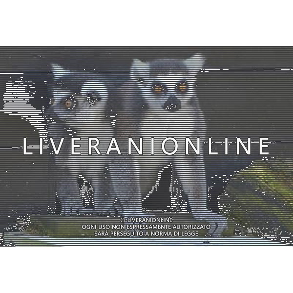 Look out, lemurs about First glimpse of new home at ZSL Whipsnade Zoo Six ring-tailed lemurs have had the first glimpse of their new island home at ZSL Whipsnade Zoo after travelling almost 200 miles from the Netherlands. The girls