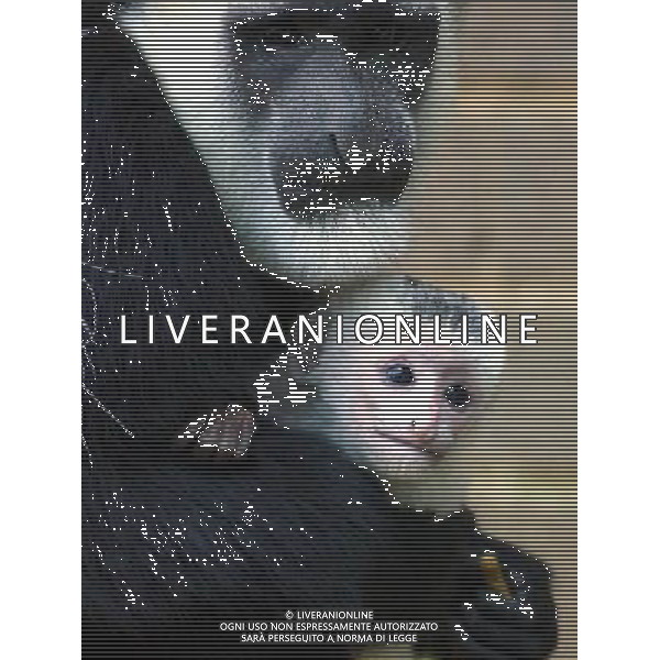 Gummy grin from ZooÍs new arrival New baby colobus monkey born at ZSL London Zoo Flashing a gummy grin at the camera, ZSL London ZooÍs newest arrival is already winning over Zoo visitors with her adorable smile. Standing out against mum SophiaÍs raven hair, two-week-old colobus monkey Anvil has a completely white coat which will eventually darken as she gets older. Whilst some may question the unusual name, (in case you didnÍt know itÍs the small bone in the inner ear) ñAnvilî is joining family members Maxilla, Bones and Radius who, following the ZooÍs tradition, were also christened after parts of the skeleton. Mum Sophia spends most of the day holding on tightly to her precious new born, relinquishing cuddle duties only to AnvilÍs doting aunty Thumbelina