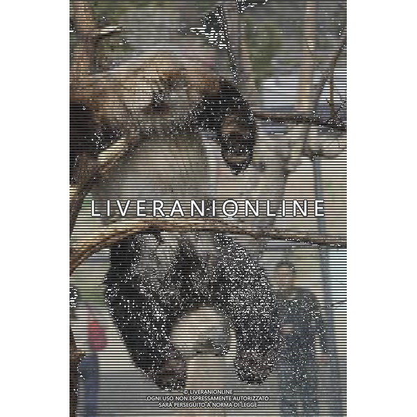 (130413) -- YANTAI, April 13, 2013 () -- Photo taken on April 13, 2013 shows the panda named \'Hua Ao\' at Yantai Zoo in Yantai City, east China\'s Shandong Province. The zoo splashed water for the two pandas\'Qing Feng\' and \'Hua Ao\' to keep them cool as the highest temperature in Yantai City reached 29 Celsius degree Saturday. (/Shen Jizhong) (yxb) ©photosdhot/AGENZIA ALDO LIVERANI SAS - ITALY ONLY - Un orso panda allo zoo di Yantai, Cina orientale di Shandong Province.