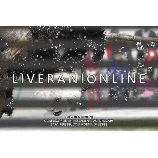 (130413) -- YANTAI, April 13, 2013 () -- Photo taken on April 13, 2013 shows the panda named \'Hua Ao\' at Yantai Zoo in Yantai City, east China\'s Shandong Province. The zoo splashed water for the two pandas\'Qing Feng\' and \'Hua Ao\' to keep them cool as the highest temperature in Yantai City reached 29 Celsius degree Saturday. (/Shen Jizhong) (yxb) ©photosdhot/AGENZIA ALDO LIVERANI SAS - ITALY ONLY - Un orso panda allo zoo di Yantai, Cina orientale di Shandong Province.