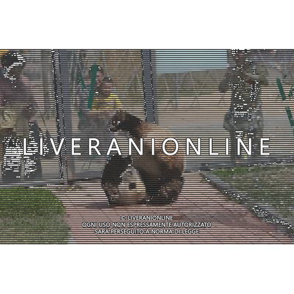 (130413) -- YANTAI, April 13, 2013 () -- Photo taken on April 13, 2013 shows the panda named \'Hua Ao\' at Yantai Zoo in Yantai City, east China\'s Shandong Province. The zoo splashed water for the two pandas\'Qing Feng\' and \'Hua Ao\' to keep them cool as the highest temperature in Yantai City reached 29 Celsius degree Saturday. (/Shen Jizhong) (yxb) ©photosdhot/AGENZIA ALDO LIVERANI SAS - ITALY ONLY - Un orso panda allo zoo di Yantai, Cina orientale di Shandong Province.