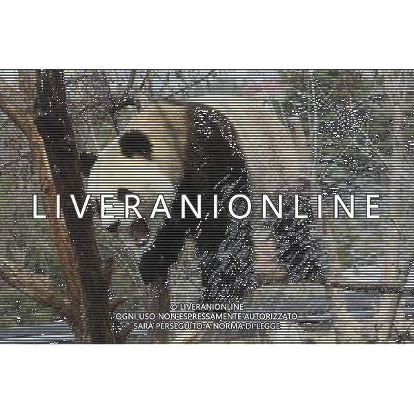 (130413) -- YANTAI, April 13, 2013 () -- Photo taken on April 13, 2013 shows the panda named \'Hua Ao\' at Yantai Zoo in Yantai City, east China\'s Shandong Province. The zoo splashed water for the two pandas\'Qing Feng\' and \'Hua Ao\' to keep them cool as the highest temperature in Yantai City reached 29 Celsius degree Saturday. (/Shen Jizhong) (yxb) ©photosdhot/AGENZIA ALDO LIVERANI SAS - ITALY ONLY - Un orso panda allo zoo di Yantai, Cina orientale di Shandong Province.