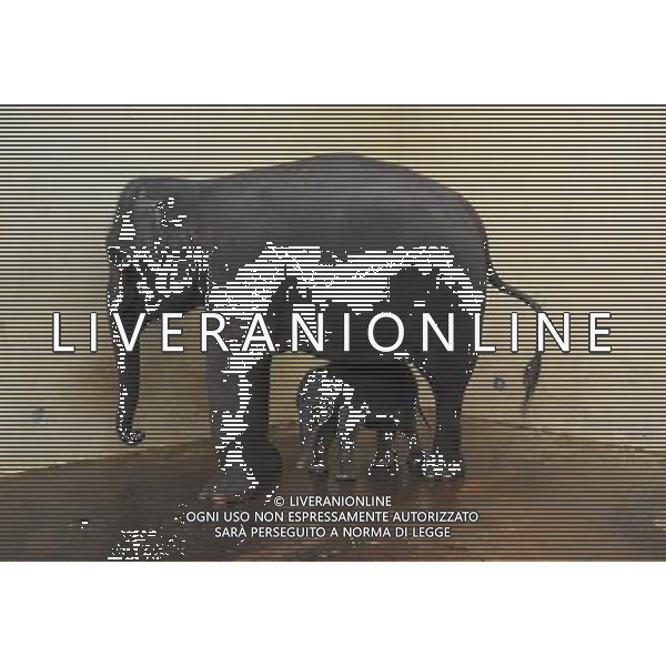 (130416) -- JAKARTA, April 16, 2013 () -- A five-day old female Sumatran baby elephant (Elephas maximus sumatranus) stands with her 40-year-old mother Nina at the Taman Safari zoo in Cisarua, West Java, Indonesia, April 16, 2013. The female Sumatran baby elephant was born on April 12 under a captive breeding programme and is in good health. (/Zulkarnain) (ybg) ©photoshot/AGENZIA ALDO LIVERANI SAS - ITALY ONLY - Un elefantino di cinque giorni cucciolo di una vecchia femmina di elefante di Sumatra di 40 anni al Taman Zoo Safari di Cisarua, West Java, Indonesia, 16 Aprile 2013.