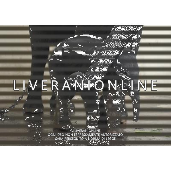 (130416) -- JAKARTA, April 16, 2013 () -- A five-day old female Sumatran baby elephant (Elephas maximus sumatranus) stands with her 40-year-old mother Nina at the Taman Safari zoo in Cisarua, West Java, Indonesia, April 16, 2013. The female Sumatran baby elephant was born on April 12 under a captive breeding programme and is in good health. (/Zulkarnain) (ybg) ©photoshot/AGENZIA ALDO LIVERANI SAS - ITALY ONLY - Un elefantino di cinque giorni cucciolo di una vecchia femmina di elefante di Sumatra di 40 anni al Taman Zoo Safari di Cisarua, West Java, Indonesia, 16 Aprile 2013.