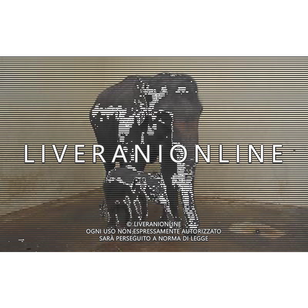 (130416) -- JAKARTA, April 16, 2013 () -- A five-day old female Sumatran baby elephant (Elephas maximus sumatranus) stands next to her 40-year-old mother Nina at the Taman Safari zoo in Cisarua, West Java, Indonesia, April 16, 2013. The female Sumatran baby elephant was born on April 12 under a captive breeding programme and is in good health. (/Zulkarnain) (ybg) ©photoshot/AGENZIA ALDO LIVERANI SAS - ITALY ONLY - Un elefantino di cinque giorni cucciolo di una vecchia femmina di elefante di Sumatra di 40 anni al Taman Zoo Safari di Cisarua, West Java, Indonesia, 16 Aprile 2013.