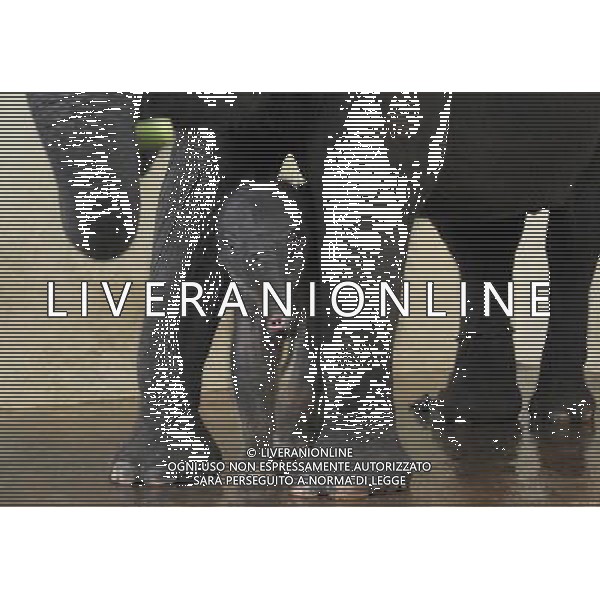 (130416) -- JAKARTA, April 16, 2013 () -- A five-day old female Sumatran baby elephant (Elephas maximus sumatranus) stands with her 40-year-old mother Nina at the Taman Safari zoo in Cisarua, West Java, Indonesia, April 16, 2013. The female Sumatran baby elephant was born on April 12 under a captive breeding programme and is in good health. (/Zulkarnain) (ybg) ©photoshot/AGENZIA ALDO LIVERANI SAS - ITALY ONLY - Un elefantino di cinque giorni cucciolo di una vecchia femmina di elefante di Sumatra di 40 anni al Taman Zoo Safari di Cisarua, West Java, Indonesia, 16 Aprile 2013.