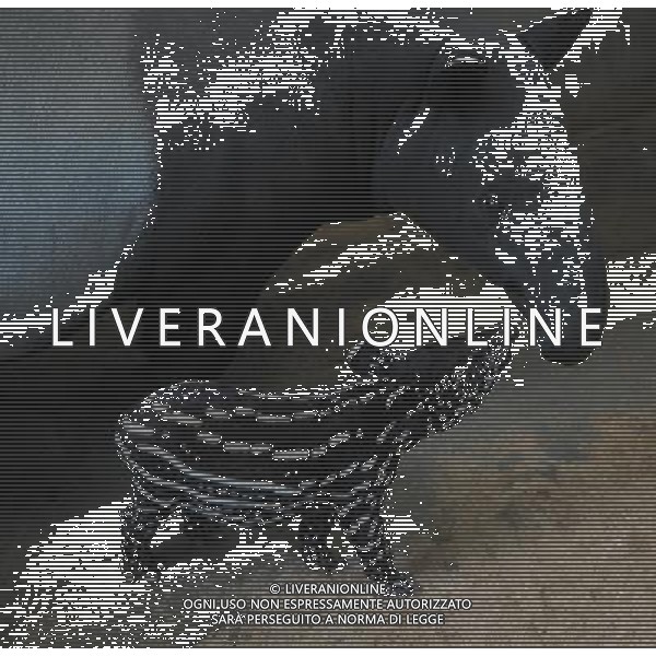 (130416) -- JAKARTA, April 16, 2013 () -- A young Tapir stands next to his mother in their enclosure at the Taman Safari zoo in Cisarua, West Java, April 16, 2013. The baby Tapir was born in early April at the zoo.(/Zulkarnain) ©photoshot/AGENZIA ALDO LIVERANI SAS - ITALY ONLY - Un cucciolo di tapiro sta accanto a sua madre nel Taman Safari zoo di Cisarua, Jakarta, 16 aprile, 2013.