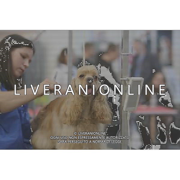 (130423) -- KIEV, April 23, 2013 () -- A pet groomer combs the hair of a pet dog during the fourth International Pet Groomers Show at the International Exhibition Center in Kiev, capital of Ukraine, on April 23, 2013. The fourth International Pet Groomers Show, which will last until April 25, attracted 25 pet groomers from Ukraine, Russia and other countries. (/Mu Liming) (syq) ©Photoshot/Ag. Aldo Liverani s.a.s.-Only Italy-Editorial Use Only