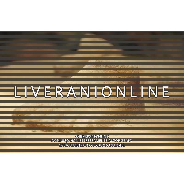 (130429) -- MY SON (VIETNAM), April 29, 2013 () -- Stoneworks exhibited in the relics of My Son Sanctuary are seen in central Vietnam, on April 29, 2013. Between the 4th and 13th centuries, a unique culture which owed its spiritual origins to Indian Hinduism developed on the coast of contemporary Vietnam. It was graphically illustrated by the remains of a series of impressive tower-temples located in My Son that was the religious and political capital of the Champa Kingdom for most of its existence. My Son Sanctuary was inscripted in UNESCO\'s World Cultural Heritage list in 1999. (/Zhang Jianhua) (lr) Â©Photoshot/Ag. Aldo Liverani s.a.s.-Only Italy-Editorial Use Only