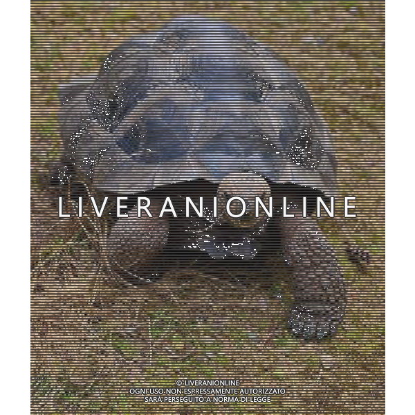 Aldabra giant tortoises at Durrell Wildlife Park Date 30/04/2013 ©Photoshot/Ag. Aldo Liverani s.a.s.-Only Italy-Editorial Use Only