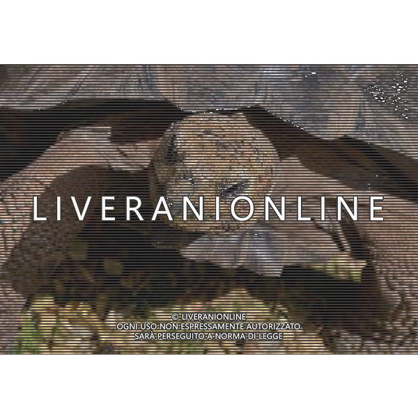  Aldabra giant tortoises at Durrell Wildlife Park Date 30/04/2013 ©Photoshot/Ag. Aldo Liverani s.a.s.-Only Italy-Editorial Use Only