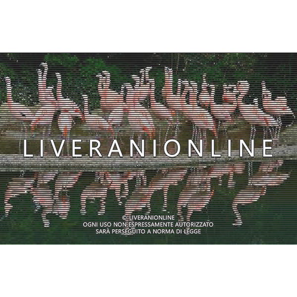  Flamingo at Durrell Wildlife Park Date 30/04/2013 ©Photoshot/Ag. Aldo Liverani s.a.s.-Only Italy-Editorial Use Only