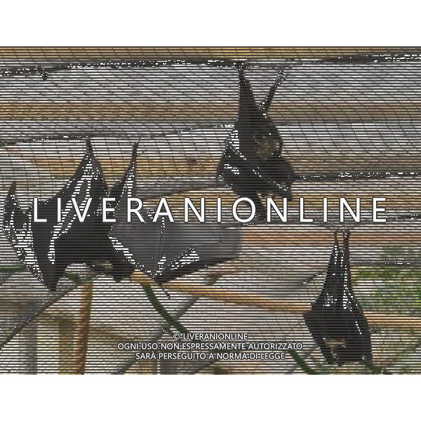  Fruit Bats at at Durrell Wildlife Conservation Park, Jersey, Channel Islands Date 30/04/2013 ©Photoshot/Ag. Aldo Liverani s.a.s.-Only Italy-Editorial Use Only
