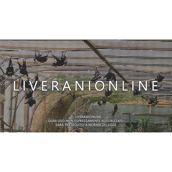  Fruit Bats at at Durrell Wildlife Conservation Park, Jersey, Channel Islands Date 30/04/2013 ©Photoshot/Ag. Aldo Liverani s.a.s.-Only Italy-Editorial Use Only