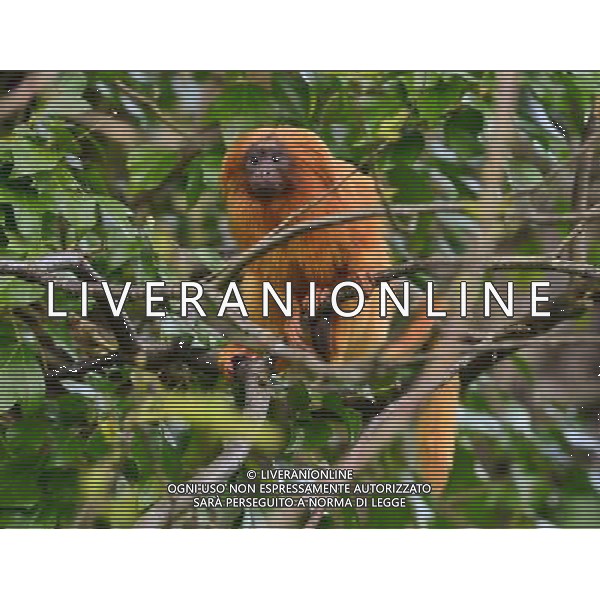  Golden lion tamarin at at Durrell Wildlife Conservation Park, Jersey, Channel Islands Date 30/04/2013 ©Photoshot/Ag. Aldo Liverani s.a.s.-Only Italy-Editorial Use Only