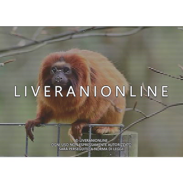  Golden lion tamarin at at Durrell Wildlife Conservation Park, Jersey, Channel Islands Date 30/04/2013 ©Photoshot/Ag. Aldo Liverani s.a.s.-Only Italy-Editorial Use Only
