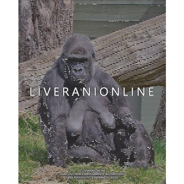  Gorillas with baby at Durrell Wildlife Conservation Park, Jersey, Channel Islands Date 30/04/2013 ©Photoshot/Ag. Aldo Liverani s.a.s.-Only Italy-Editorial Use Only