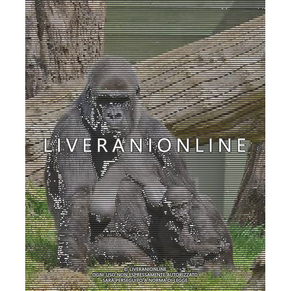  Gorillas with baby at Durrell Wildlife Conservation Park, Jersey, Channel Islands Date 30/04/2013 ©Photoshot/Ag. Aldo Liverani s.a.s.-Only Italy-Editorial Use Only