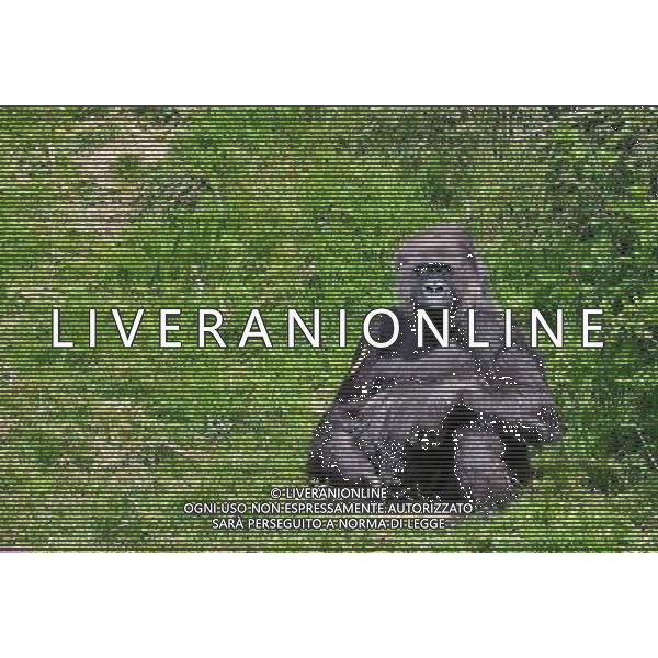  Gorillas with baby at Durrell Wildlife Conservation Park, Jersey, Channel Islands Date 30/04/2013 ©Photoshot/Ag. Aldo Liverani s.a.s.-Only Italy-Editorial Use Only