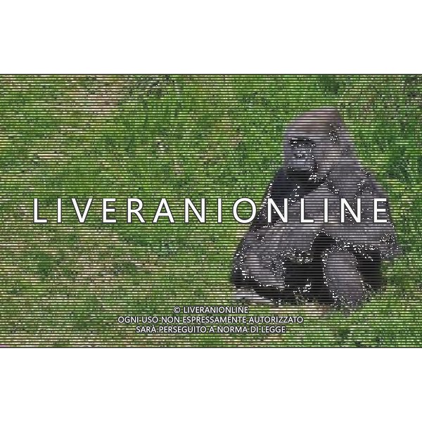  Gorillas with baby at Durrell Wildlife Conservation Park, Jersey, Channel Islands Date 30/04/2013 ©Photoshot/Ag. Aldo Liverani s.a.s.-Only Italy-Editorial Use Only