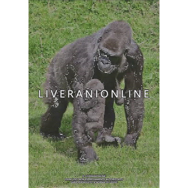  Gorillas with baby at Durrell Wildlife Conservation Park, Jersey, Channel Islands Date 30/04/2013 ©Photoshot/Ag. Aldo Liverani s.a.s.-Only Italy-Editorial Use Only