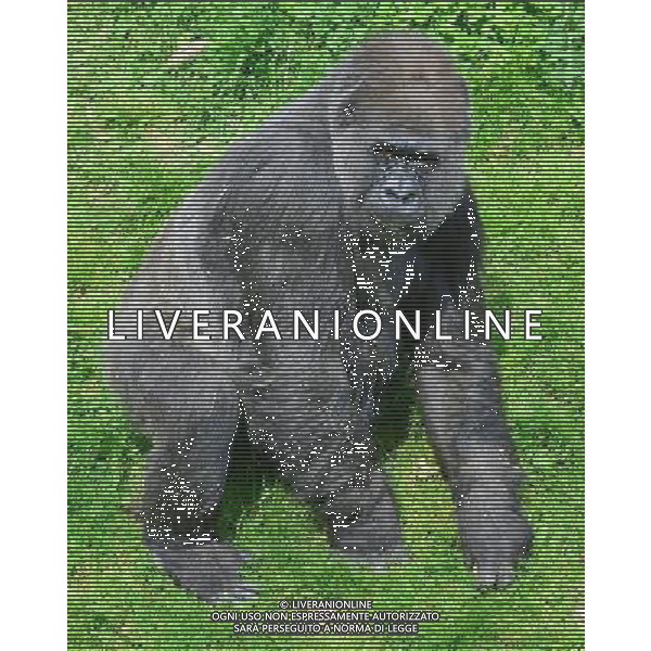  Gorillas with baby at Durrell Wildlife Conservation Park, Jersey, Channel Islands Date 30/04/2013 ©Photoshot/Ag. Aldo Liverani s.a.s.-Only Italy-Editorial Use Only