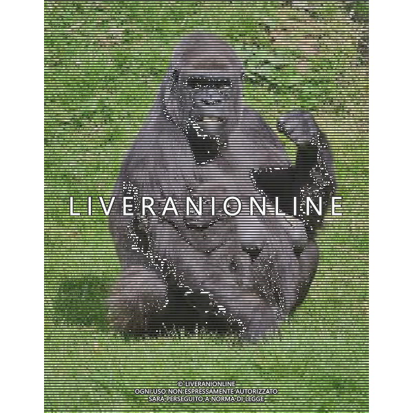  Gorillas with baby at Durrell Wildlife Conservation Park, Jersey, Channel Islands Date 30/04/2013 ©Photoshot/Ag. Aldo Liverani s.a.s.-Only Italy-Editorial Use Only