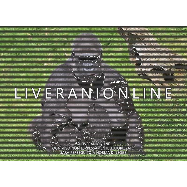  Gorillas with baby at Durrell Wildlife Conservation Park, Jersey, Channel Islands Date 30/04/2013 ©Photoshot/Ag. Aldo Liverani s.a.s.-Only Italy-Editorial Use Only
