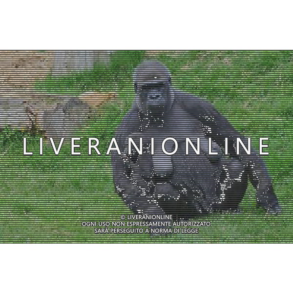  Gorillas with baby at Durrell Wildlife Conservation Park, Jersey, Channel Islands Date 30/04/2013 ©Photoshot/Ag. Aldo Liverani s.a.s.-Only Italy-Editorial Use Only