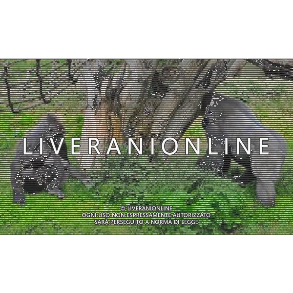  Gorillas with baby at Durrell Wildlife Conservation Park, Jersey, Channel Islands Date 30/04/2013 ©Photoshot/Ag. Aldo Liverani s.a.s.-Only Italy-Editorial Use Only