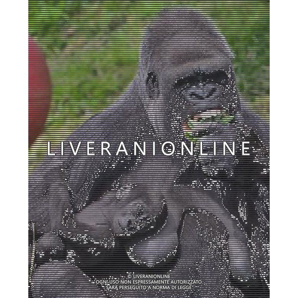  Gorillas with baby at Durrell Wildlife Conservation Park, Jersey, Channel Islands Date 30/04/2013 ©Photoshot/Ag. Aldo Liverani s.a.s.-Only Italy-Editorial Use Only