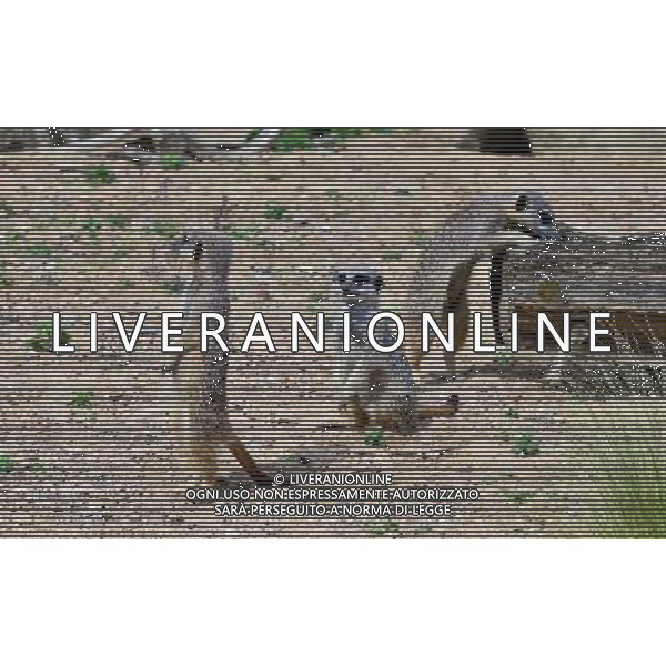  Meerkat at Durrell Wildlife Park Date 30/04/2013 ©Photoshot/Ag. Aldo Liverani s.a.s.-Only Italy-Editorial Use Only