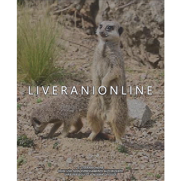  Meerkat at Durrell Wildlife Park Date 30/04/2013 ©Photoshot/Ag. Aldo Liverani s.a.s.-Only Italy-Editorial Use Only