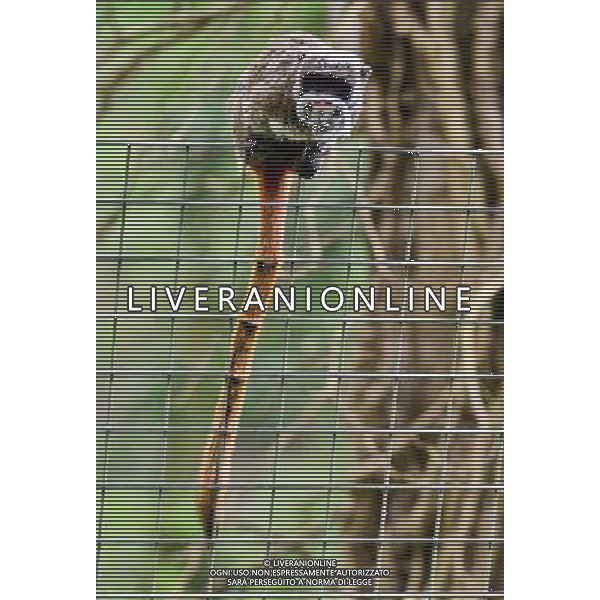  Pied tamarin at at Durrell Wildlife Conservation Park, Jersey, Channel Islands Date 30/04/2013 ©Photoshot/Ag. Aldo Liverani s.a.s.-Only Italy-Editorial Use Only