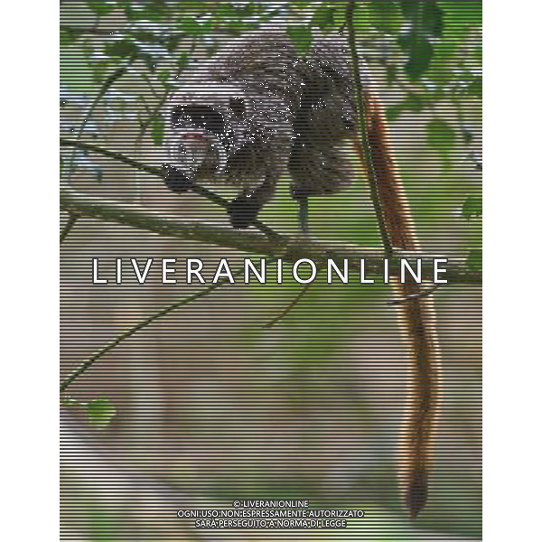  Pied tamarin at at Durrell Wildlife Conservation Park, Jersey, Channel Islands Date 30/04/2013 ©Photoshot/Ag. Aldo Liverani s.a.s.-Only Italy-Editorial Use Only