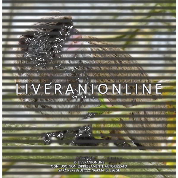  Pied tamarin at at Durrell Wildlife Conservation Park, Jersey, Channel Islands Date 30/04/2013 ©Photoshot/Ag. Aldo Liverani s.a.s.-Only Italy-Editorial Use Only