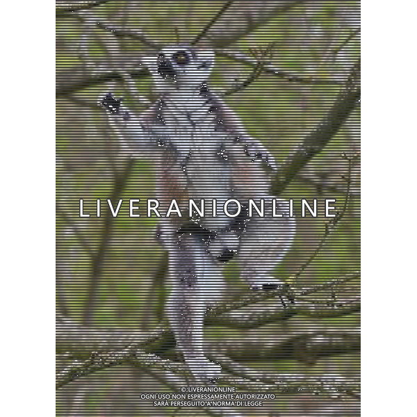  Ring Tailed Lemur in trees at at Durrell Wildlife Conservation Park, Jersey, Channel Islands Date 30/04/2013 ©Photoshot/Ag. Aldo Liverani s.a.s.-Only Italy-Editorial Use Only