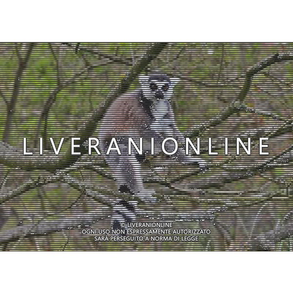  Ring Tailed Lemur in trees at at Durrell Wildlife Conservation Park, Jersey, Channel Islands Date 30/04/2013 ©Photoshot/Ag. Aldo Liverani s.a.s.-Only Italy-Editorial Use Only
